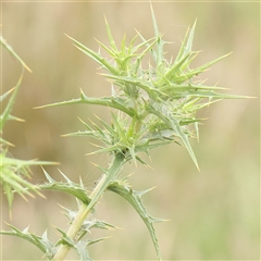 Carthamus lanatus (Saffron Thistle) at Gundaroo, NSW - 10 Nov 2024 by ConBoekel