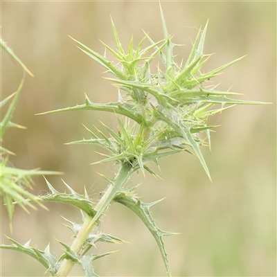 Carthamus lanatus (Saffron Thistle) at Gundaroo, NSW - 10 Nov 2024 by ConBoekel