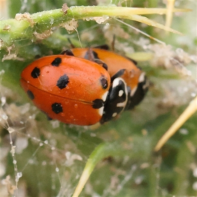 Hippodamia variegata (Spotted Amber Ladybird) at Gundaroo, NSW - 11 Nov 2024 by ConBoekel