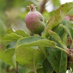 Malus pumila (Apple) at Gundaroo, NSW - 11 Nov 2024 by ConBoekel