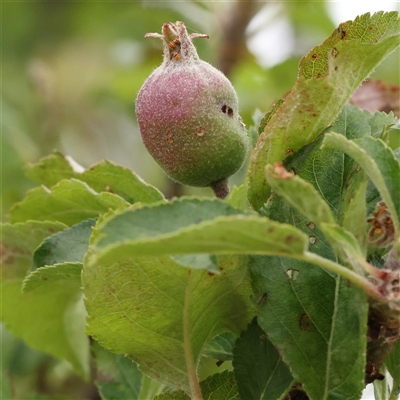 Malus pumila (Apple) at Gundaroo, NSW - 10 Nov 2024 by ConBoekel