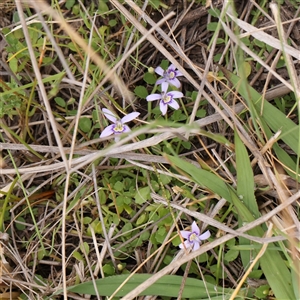 Isotoma fluviatilis subsp. australis at Gundaroo, NSW - 11 Nov 2024