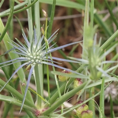 Eryngium ovinum (Blue Devil) at Gundaroo, NSW - 10 Nov 2024 by ConBoekel