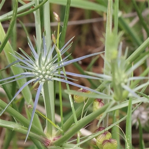 Eryngium ovinum at Gundaroo, NSW - 11 Nov 2024 08:04 AM