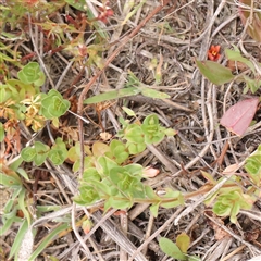 Lysimachia arvensis (Scarlet Pimpernel) at Gundaroo, NSW - 10 Nov 2024 by ConBoekel