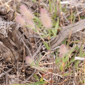 Trifolium arvense var. arvense at Gundaroo, NSW - 11 Nov 2024 08:02 AM