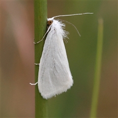 Tipanaea patulella at Gundaroo, NSW - 10 Nov 2024 by ConBoekel