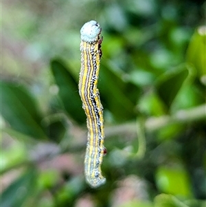 Chlenias (genus) at Acton, ACT - 12 Nov 2024