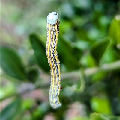 Chlenias (genus) at Acton, ACT - 12 Nov 2024 by HelenCross