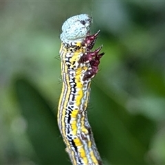 Chlenias (genus) at Acton, ACT - 12 Nov 2024