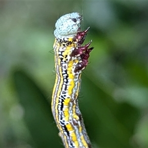 Chlenias (genus) at Acton, ACT - 12 Nov 2024