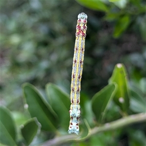 Chlenias (genus) at Acton, ACT - 12 Nov 2024