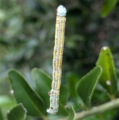 Chlenias (genus) at Acton, ACT - 12 Nov 2024