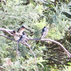 Hirundo neoxena (Welcome Swallow) at Bonner, ACT - 9 Nov 2024 by MB