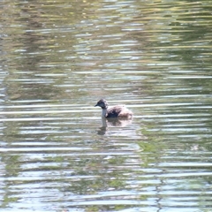 Poliocephalus poliocephalus (Hoary-headed Grebe) at Bonner, ACT - 9 Nov 2024 by MB