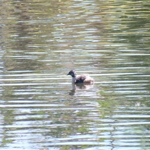 Poliocephalus poliocephalus (Hoary-headed Grebe) at Bonner, ACT by MB