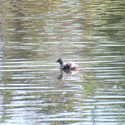 Poliocephalus poliocephalus (Hoary-headed Grebe) at Bonner, ACT - 9 Nov 2024 by MB