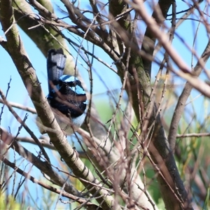 Malurus cyaneus (Superb Fairywren) at Bonner, ACT by MB