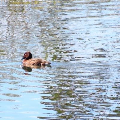 Aythya australis (Hardhead) at Bonner, ACT - 9 Nov 2024 by MB