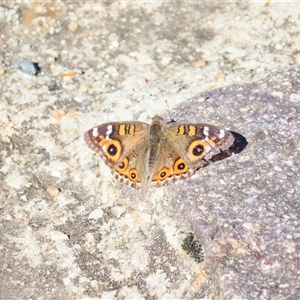 Junonia villida at Bonner, ACT - 10 Nov 2024 09:51 AM