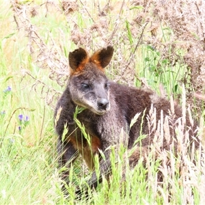 Wallabia bicolor at Bonner, ACT - 10 Nov 2024