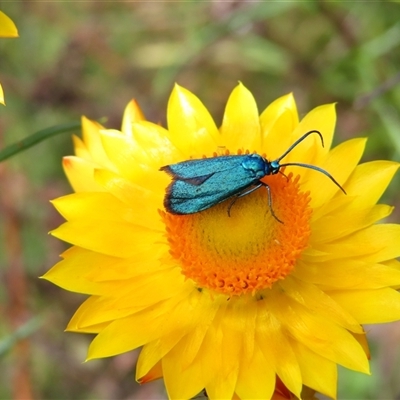 Pollanisus (genus) (A Forester Moth) at Bonner, ACT - 9 Nov 2024 by MB