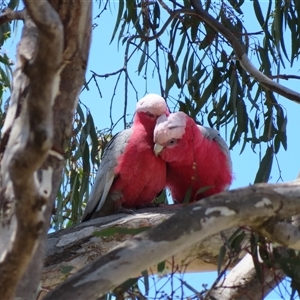 Eolophus roseicapilla at Bonner, ACT - 10 Nov 2024