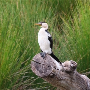 Microcarbo melanoleucos at Monash, ACT - 11 Nov 2024