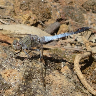 Orthetrum caledonicum (Blue Skimmer) at Hall, ACT - 8 Nov 2024 by Christine