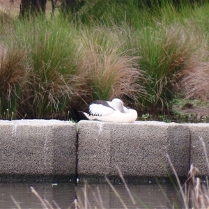 Pelecanus conspicillatus at Monash, ACT - 11 Nov 2024 09:39 AM