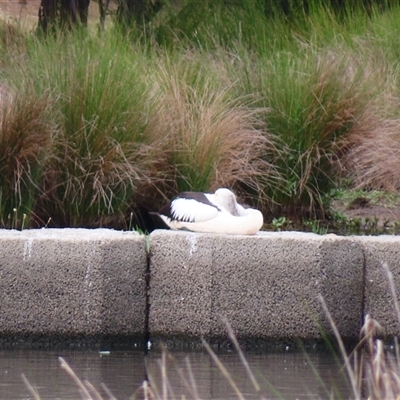 Pelecanus conspicillatus (Australian Pelican) at Monash, ACT - 10 Nov 2024 by MB