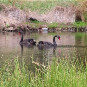 Cygnus atratus at Monash, ACT - 11 Nov 2024