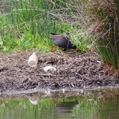 Gallinula tenebrosa (Dusky Moorhen) at Monash, ACT - 10 Nov 2024 by MB