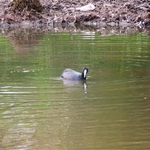 Fulica atra at Monash, ACT - 11 Nov 2024