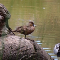 Anas castanea (Chestnut Teal) at Monash, ACT - 11 Nov 2024 by MB