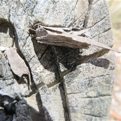 Unidentified Case moth (Psychidae) at Hall, ACT - 8 Nov 2024 by Christine