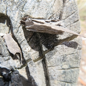 Unidentified Case moth (Psychidae) at Hall, ACT by Christine