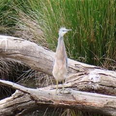 Egretta novaehollandiae (White-faced Heron) at Monash, ACT - 11 Nov 2024 by MB