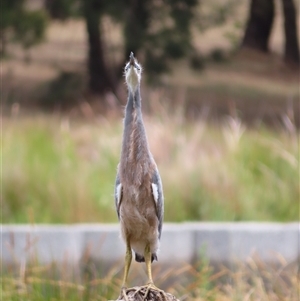 Egretta novaehollandiae at Monash, ACT - 11 Nov 2024