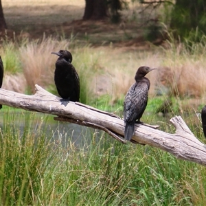 Phalacrocorax sulcirostris at Monash, ACT - 11 Nov 2024