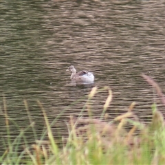 Poliocephalus poliocephalus (Hoary-headed Grebe) at Monash, ACT - 11 Nov 2024 by MB