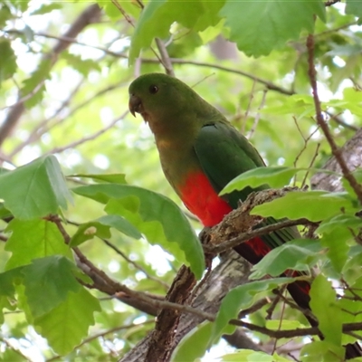 Alisterus scapularis (Australian King-Parrot) at Isabella Plains, ACT - 11 Nov 2024 by MB