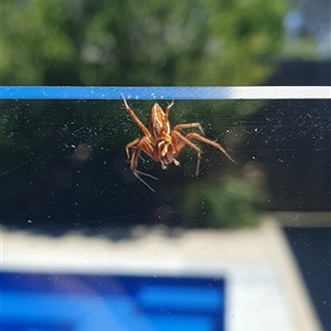 Oxyopes sp. (genus) at Wangaratta, VIC - 15 Nov 2024