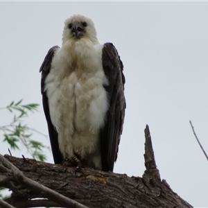 Haliaeetus leucogaster at Fyshwick, ACT - 15 Nov 2024