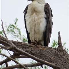 Haliaeetus leucogaster at Fyshwick, ACT - 15 Nov 2024