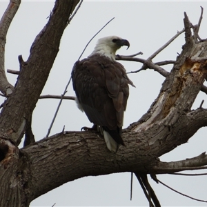 Haliaeetus leucogaster at Fyshwick, ACT - 15 Nov 2024