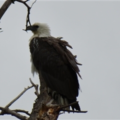 Haliaeetus leucogaster at Fyshwick, ACT - 15 Nov 2024