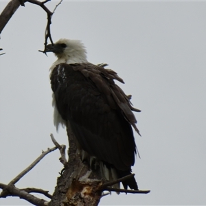 Haliaeetus leucogaster at Fyshwick, ACT - 15 Nov 2024