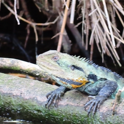 Intellagama lesueurii howittii (Gippsland Water Dragon) at Campbell, ACT - 15 Nov 2024 by MB