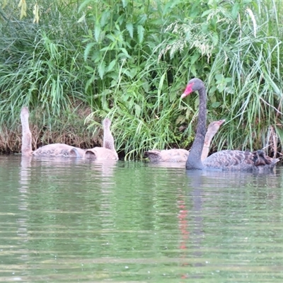 Cygnus atratus (Black Swan) at Campbell, ACT - 14 Nov 2024 by MB